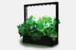 With the LED Mini Garden grow fresh food all year round